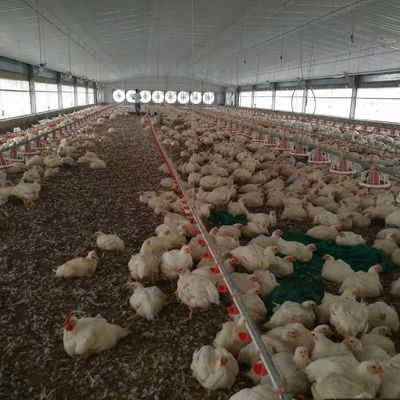 Дешевое строительство стальной конструкции здания птицефабрики куриный дом