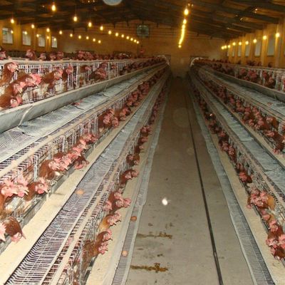 Тип оцинкованной стальной куриной клетки с автоматической системой питья / удаления навоза