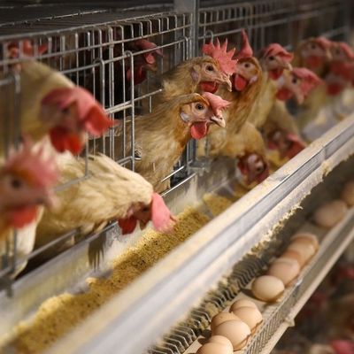 3 ступени горячее погружение оцинкованная куриная клетка с автоматическим кормлением