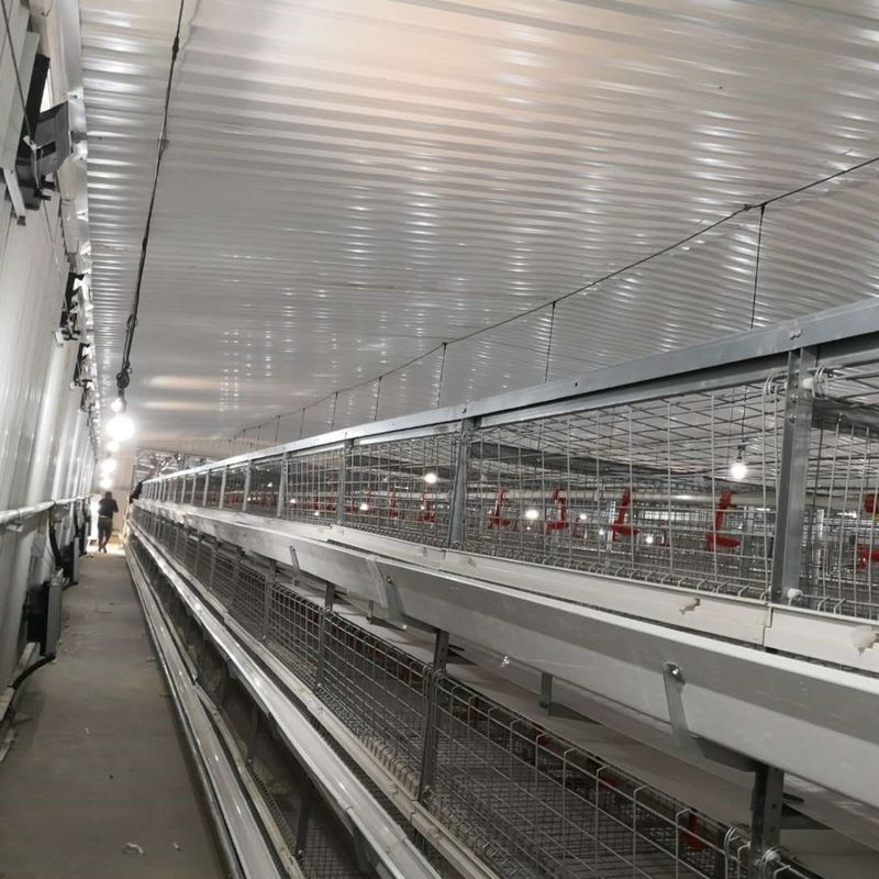 Система клеток для куриных цыплят 230M*56M для страны происхождения